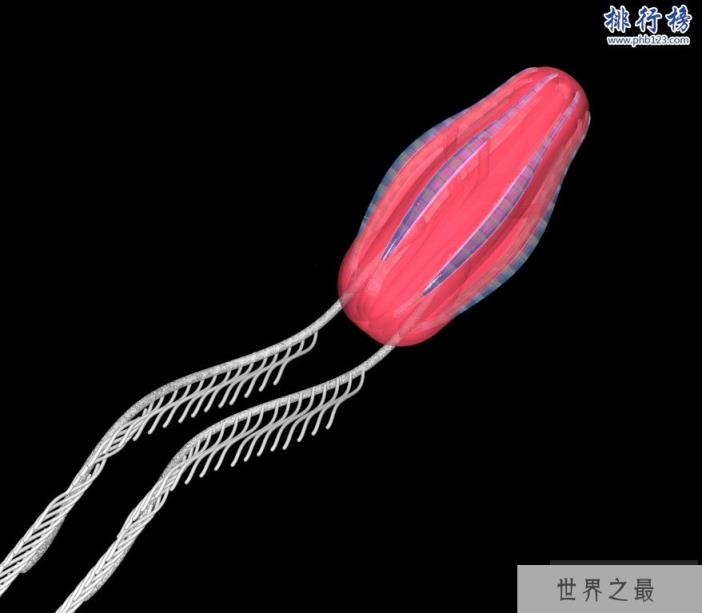 地球上最早的生物:栉水母(长相如外星生物)