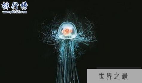 地球唯一不死的生物：灯塔水母不断的返老还童达到永生