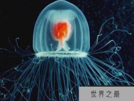 地球唯一不死的生物：灯塔水母不断的返老还童达到永生
