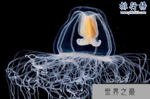 地球唯一不死的生物：灯塔水母不断的返老还童达到永生