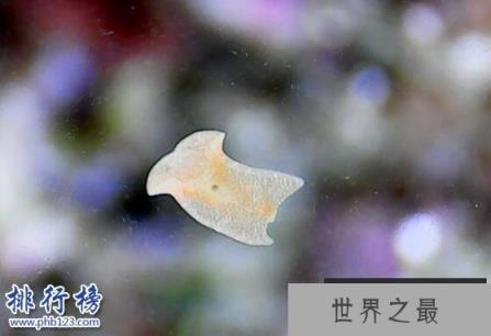 杀不死的十大生物,面对核武器都鄙夷不屑