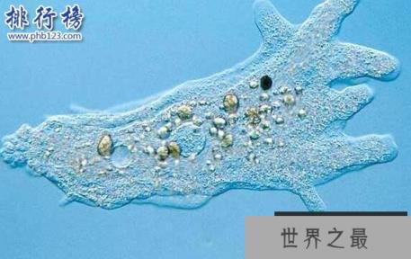 杀不死的十大生物,面对核武器都鄙夷不屑