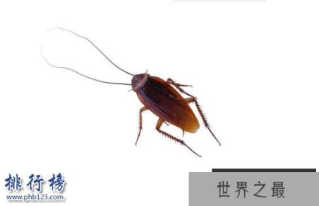 杀不死的十大生物,面对核武器都鄙夷不屑