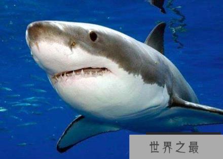 世界上最危险的动物排名，绝对不能招惹