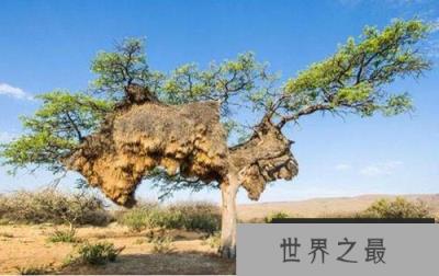 世界上最大的鸟巢建筑拟厦鸟巢可供500只鸟居住