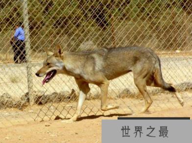 世界上体型最小的狼阿拉伯狼时速可达65公里