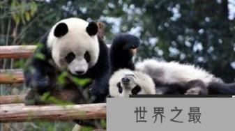 世界上最笨的动物是什么动物 国宝熊猫上榜