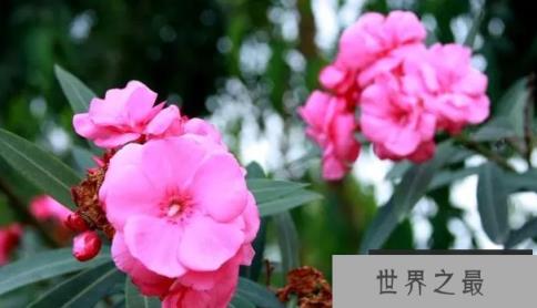 1585293122264517.png 1.png