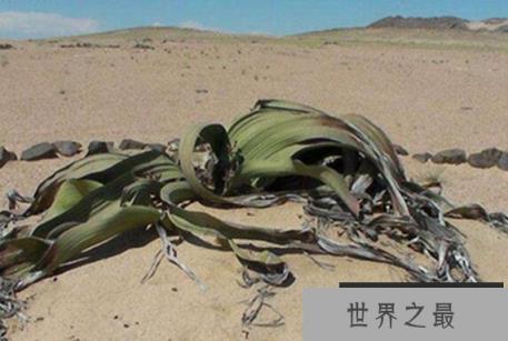 两片叶子活千年：沙漠独有千年兰