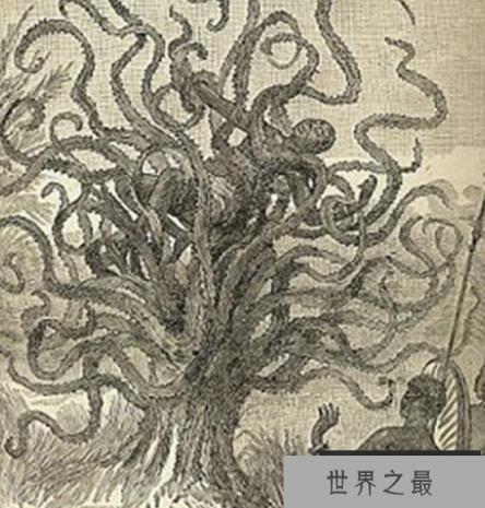 世界上最大的食人树