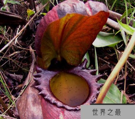 世界上最大的食人树