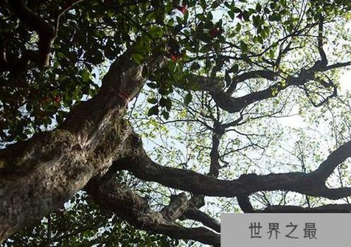 世界上最稀有的树：普陀鹅耳枥