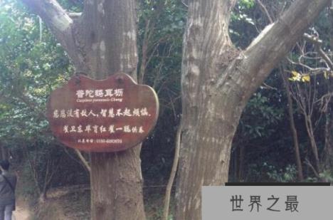 世界上最稀有的树：普陀鹅耳枥