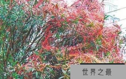 世界上最恐怖的吸血树 世界上最恐怖的吸血树