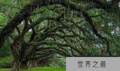 世界上最恐怖的吸血树 世界上最恐怖的吸血树