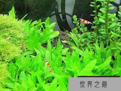 世界上最矮的树，矮柳比青草还矮