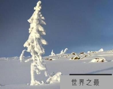 世界上最古老的树,挪威云杉Old Tjikko 世界上最古老的树,挪威云杉Old Tjikko