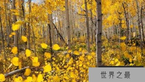 世界上最古老的树,挪威云杉Old Tjikko 世界上最古老的树,挪威云杉Old Tjikko