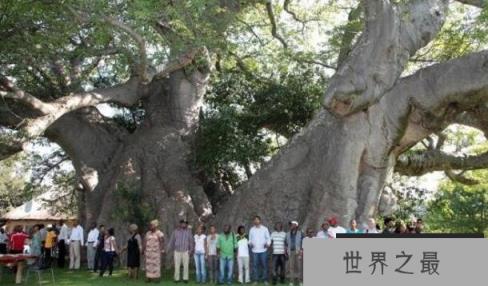 世界上最粗的树有多粗，百骑大栗树