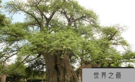 世界上最粗的树有多粗，百骑大栗树