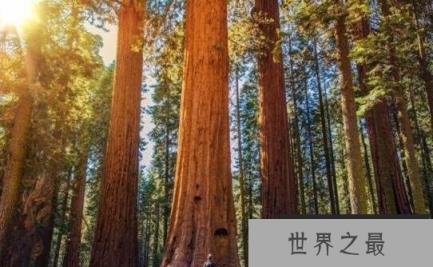 世界上最大的树，雪曼将军树