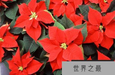 世界上十大最美的毒花 郁金香杜鹃花上榜