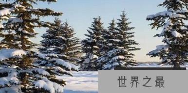 世界上最庄严的树雪霜不会折叠