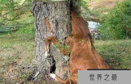 你看过世界上十大最奇怪的柳树吗?