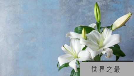女性十大营养补充剂枣补血能力强