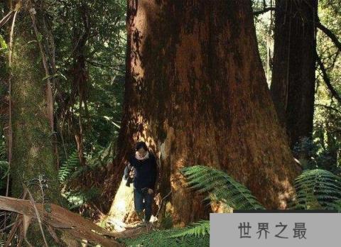 澳洲杏仁桉树