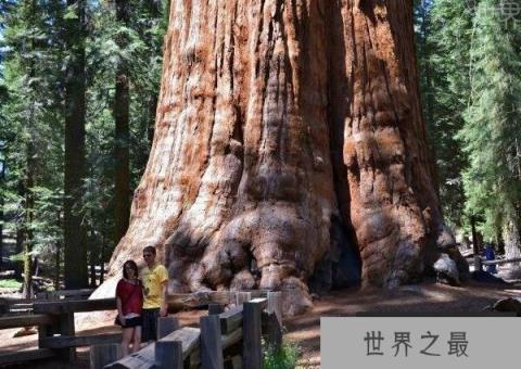 世界上最大的树-雪曼将军树