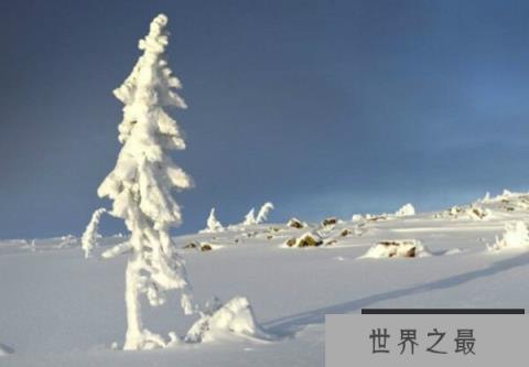 世界上最古老的树-欧洲云杉