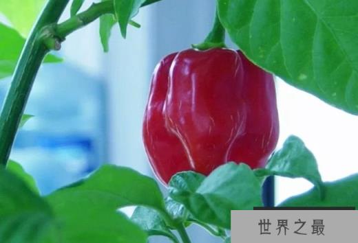 沙维那亚伯内洛红辣椒