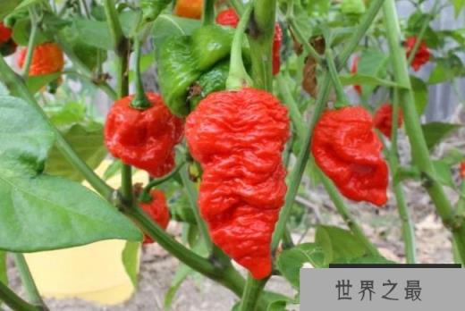 7 Pot Red 