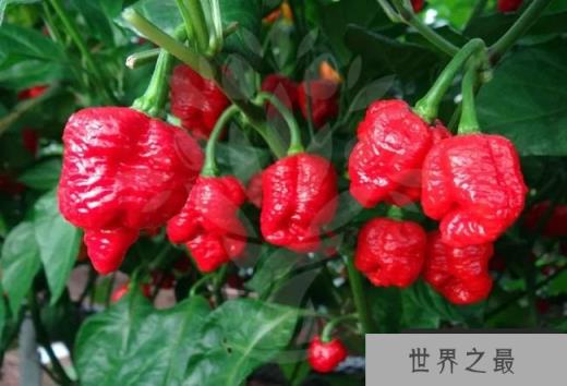 特立尼达莫鲁加蝎