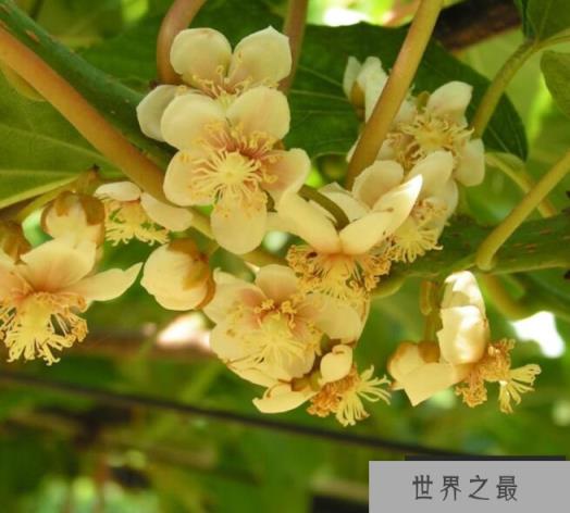 猕猴桃花