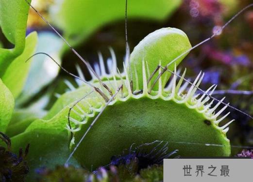 维纳斯捕蝇草