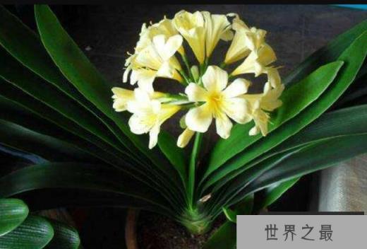 奇异君子兰 君子兰中的特殊品种