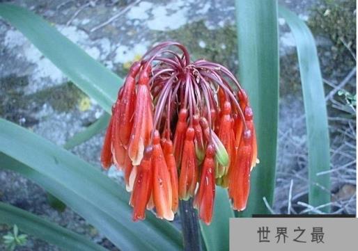 奇异君子兰特点
