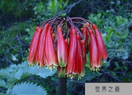 关于奇异君子兰