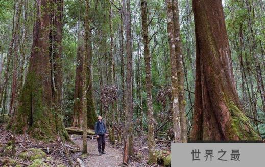 澳大利亚橡树 澳大利亚橡树