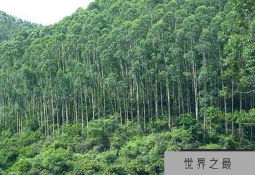 澳大利亚桉树 澳大利亚桉树