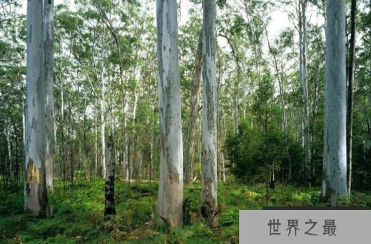 澳大利亚蓝桉树 澳大利亚蓝桉树