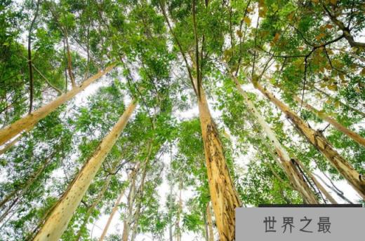 viminalis桉树 viminalis桉树