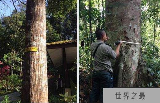 黄柳桉树 黄柳桉树