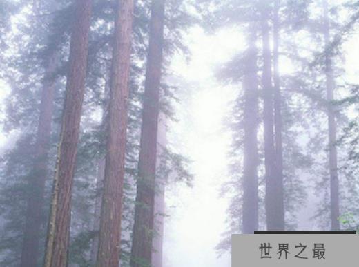 美国红杉 美国红杉