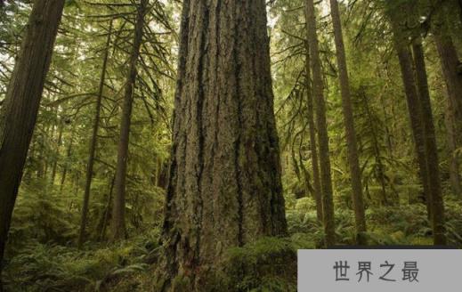 道格拉斯冷杉 道格拉斯冷杉