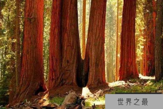 美国红杉 美国红杉