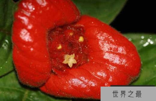 地球上最性感的花朵 嘴唇花让人忍不住想一亲芳泽