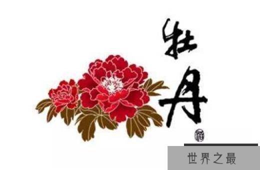 国花评选牡丹胜出 牡丹力压梅花兰花勇夺第一